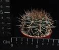 Gymnocalycium neuhuberi