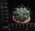 Gymnocalycium ochoterenae ssp. vatteri