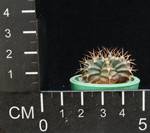 Gymnocalycium mihanovichii v.stenogonum
