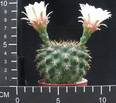 Gymnocalycium leptanthum