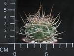 Gymnocalycium monvilei