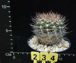Gymnocalycium weissianum