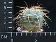 Gymnocalycium cardenasianum