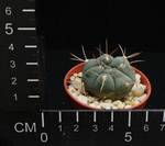 Gymnocalycium mazanense v. ferox