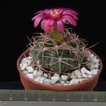 Gymnocalycium carminanthum