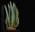 Hoodia gordonii