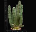 Hoodia macrantha