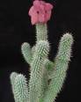 Hoodia bainii