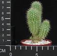 Hoodia macrantha