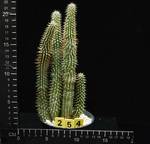 Hoodia gordonii