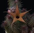 Huernia pillansiiPP20107
