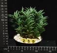 Haworthia viscosa