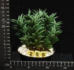 Haworthia viscosa