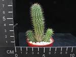 Hoodia macrantha
