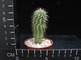 Hoodia gordonii