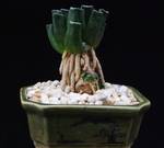 Haworthia maughanii