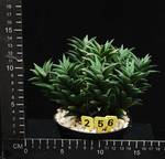 Haworthia viscosa