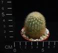 Haageocereus setosus