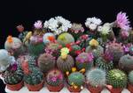 Kaktusi-mix 300-350 zrn