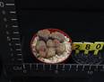 Lithops hookeri v. lutea