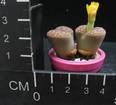 Lithops bromfieldii