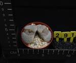 Lithops karasmontana opalina
