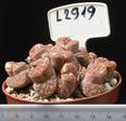 Lithops hallii v. ochracea 8,5