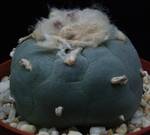 Lophophora williamsii