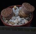 Lithops bromfieldii