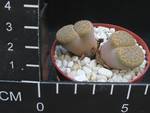 Lithops fulviceps