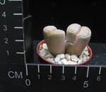 Lithops fulleri v. rouxii