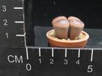 Lithops aucampiae