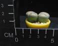Lithops gesinae