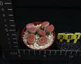 Lithops julii ssp. fulleri