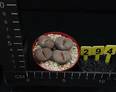 Lithops aucampiae aucampiae