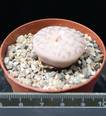 Lithops gracilidelineata