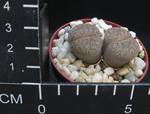 Lithops aucampiae ssp. euniceae v. fluminalis