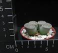 Lithops aucampiae kuruman form