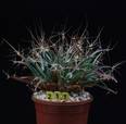 Leuchtenbergia prinzipis
