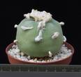 Lophophora decipiens