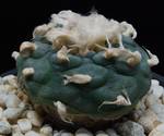 Lophophora jourdaniana