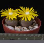 Lithops bromfieldii