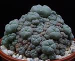 Lophophora williamsii v. caespitosa