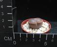 Lithops aucampiae (5,5)