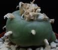 Lophophora williamsii v. texana