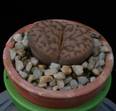 Lithops bromfieldii
