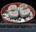 Lithops chrysocephala
