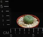 Lophophora williamsii v. decipiens