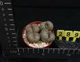 Lithops dabneri