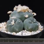 Lophophora fricii